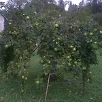 Дом отдыха Vesna Brod na Kupi