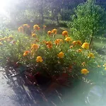 Дом отдыха Vesna *