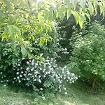 Vesna