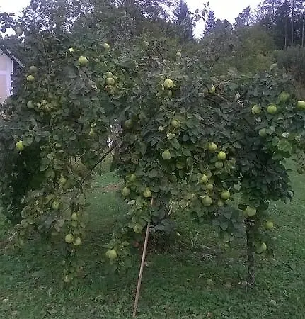 Ferienhaus Vesna Brod na Kupi