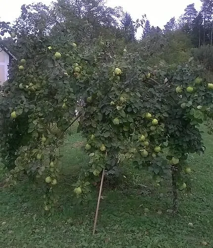 Prázdninový dům Vesna Brod na Kupi